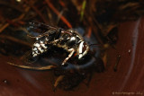 Bald-faced Hornet