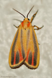 Painted Lichen Moth