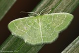 Wavy-lined Emerald