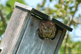 Eastern Screech Owl