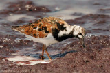 Ruddy Turnstone