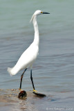 Snowy Egret