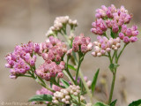 Florida Wildflower