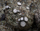 Poronia erici