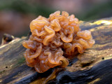 Tremella foliacea.(Leafy Brain )