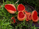 Sarcoscypha austriaca ( Scarlet Elfcup )