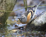 Brambling