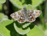 Oriental marbled Skipper.