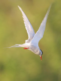 Sterna paradisaea - Artic Tern