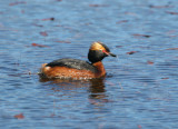 Podiceps auritus - Slavonian Grebe.