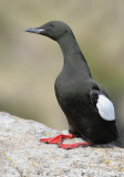 Cepphus grylle - Black Guillemot.