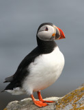 Fratercula arctica - Puffin