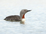 Gavia stellata - Red throated Diver.