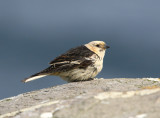 Plectrophenax nivalis - Snow Bunting