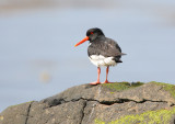 Haematopus ostralegus - Oystercatcher