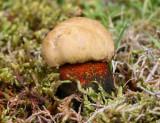 Boletus luridus - Lurid bolete