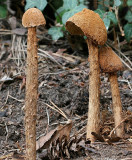 Battaraea phalloides.