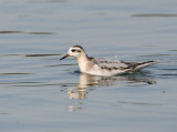 Grey Phalarope