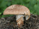 Lepiota aspera.