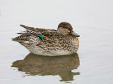 Common Teal.
