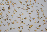 Golden Plover.