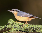 Nuthatch.