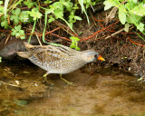 Spotted-crake