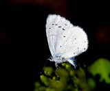 Holly-Blue.