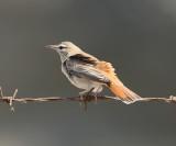 Rufous bush robin