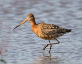 Blacktailed-Godwit - Limosa limosa