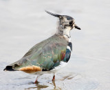 Green Plover / Lapwing