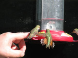 Humming birds on Gregs finger