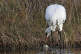 _MG_0731 Whooping Crane - Scarbaby.jpg