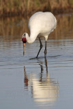 _MG_0921 Whooping Crane - Scarbaby.jpg