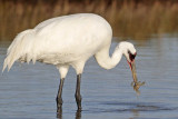 _MG_0991 Whooping Crane - Scarbaby.jpg
