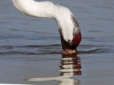_MG_1259 Whooping Crane - Scarbaby.jpg