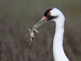 _MG_1502 Whooping Crane - Scarbaby.jpg