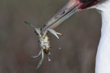 _MG_1502crop2 Whooping Crane - Scarbaby.jpg
