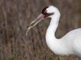 _MG_1637 Whooping Crane - Scarbaby.jpg