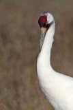 _MG_1767 Whooping Crane - Scarbaby.jpg