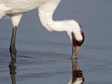 _MG_1796 Whooping Crane - Scarbaby.jpg