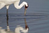 _MG_1809 Whooping Crane - Scarbaby.jpg