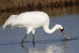 _MG_1923 Whooping Crane - Scarbaby.jpg