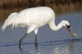 _MG_1925 Whooping Crane - Scarbaby.jpg