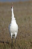_MG_2226 Whooping Crane - Scarbaby.jpg