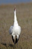 _MG_2247 Whooping Crane - Scarbaby.jpg