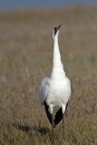 _MG_2262 Whooping Crane - Scarbaby.jpg