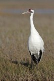 _MG_2306 Whooping Crane - Scarbaby.jpg