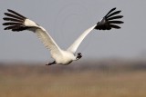 _MG_2423 Whooping Crane - Scarbabys mate.jpg