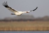 _MG_2441 Whooping Crane - Scarbabys mate.jpg